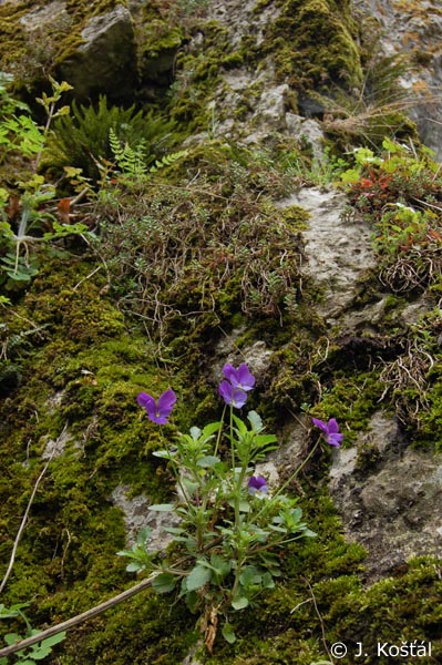 Detail obrázku